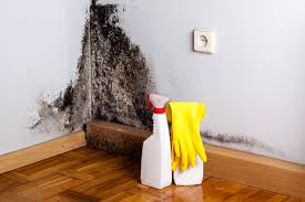 Why You Should Choose Our Mold Remediation Services in Greenup, KY